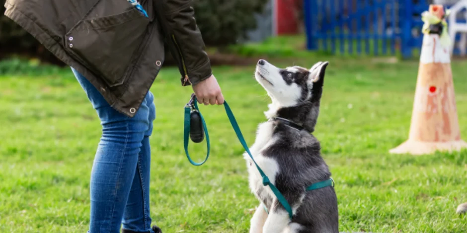 image purina adiestramiento canino reglas basicas