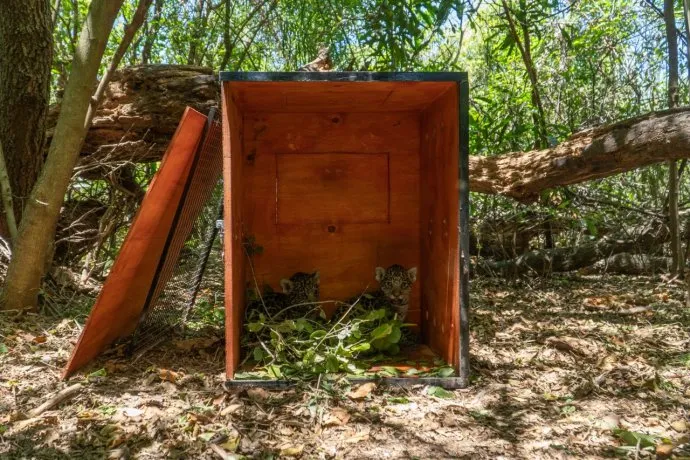 Trasladan dos cachorros de yaguareté para liberarlos en el Iberá image yaguaretes chaco 5