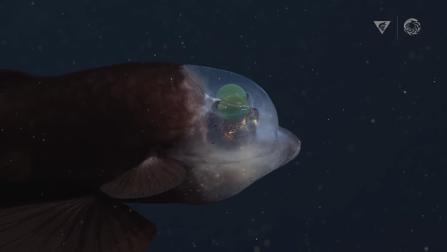 Barreleye Fish