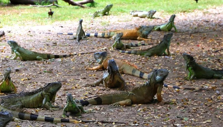 iguanas