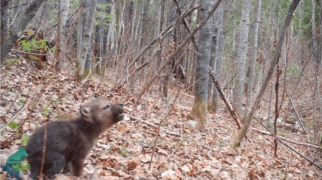 aullido-de-cachorro-de-lobo-video-1