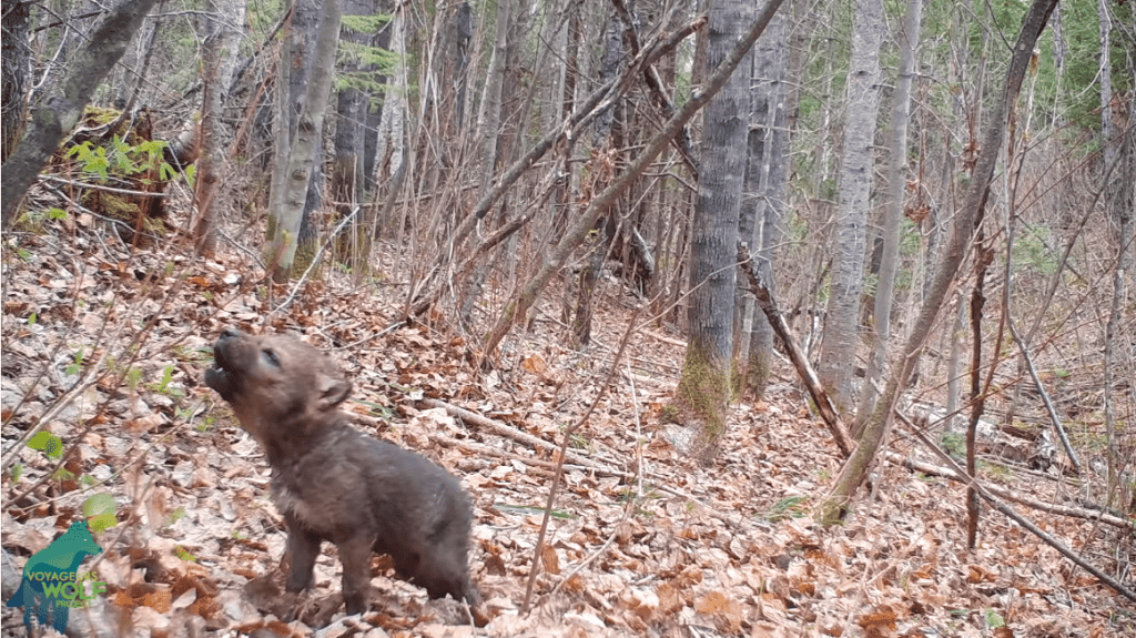 Una cámara trampa registra los primeros aullidos de un cachorro de lobo en Minnesota y las imágenes son adorables