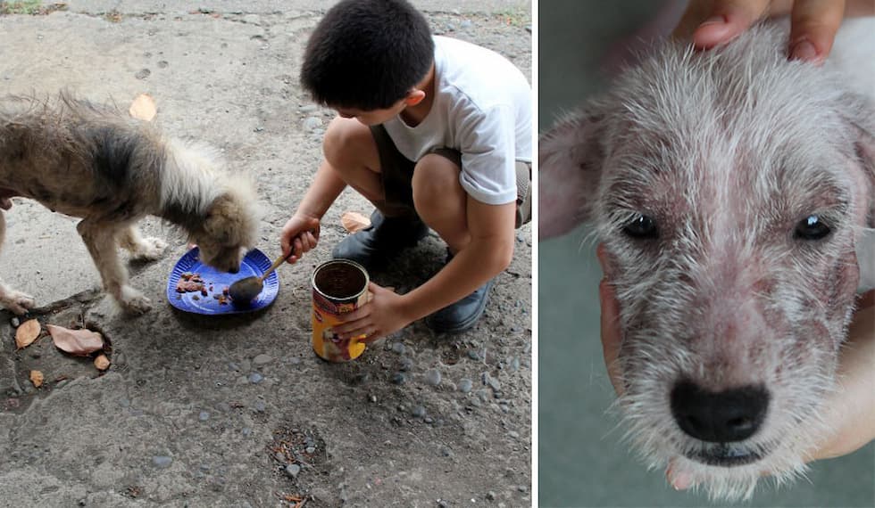 niño le da de comer a animales