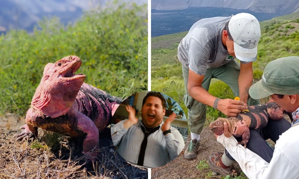 iguanas bebe rosa galápagos