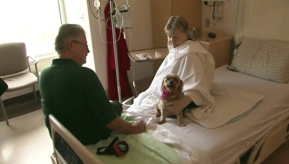 Se permite el ingreso de mascotas en un hospital de Canadá image image 67