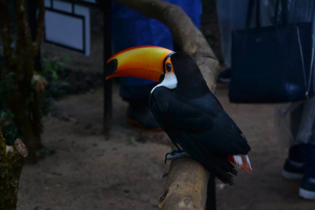 image Qué hacer en Foz do Iguazú que hacer en foz do iguazu parana brasil 12