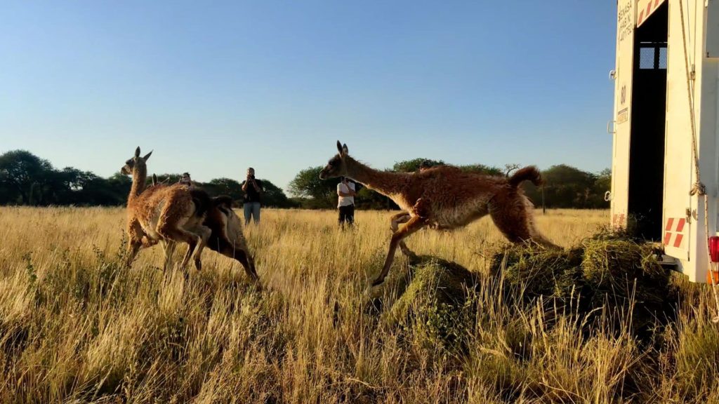 image guanacos silvestres rewilding.argentina 1