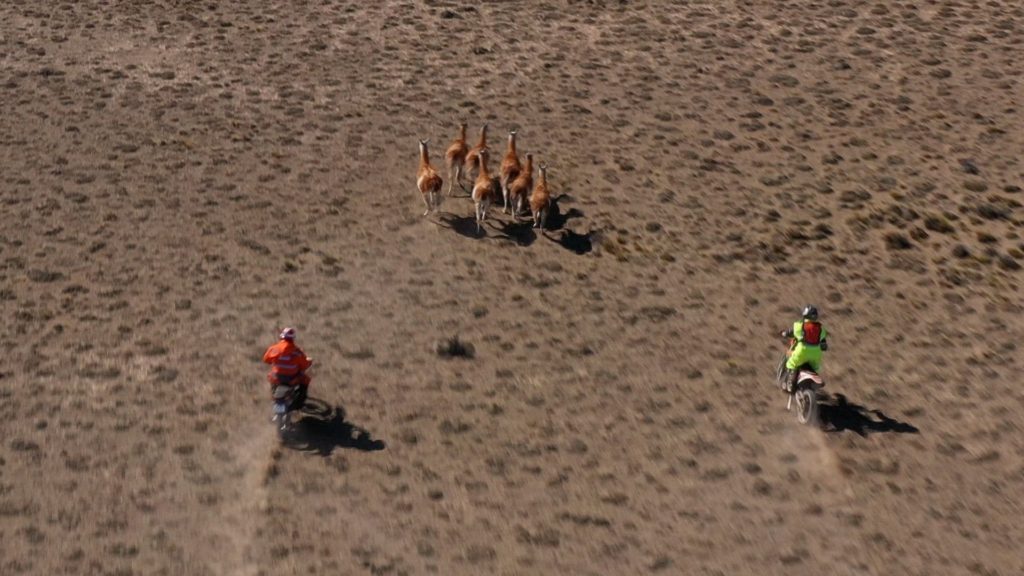 Argentina: Un grupo de guanacos silvestres fue trasladado desde Santa Cruz a La Pampa para recuperar sus poblaciones