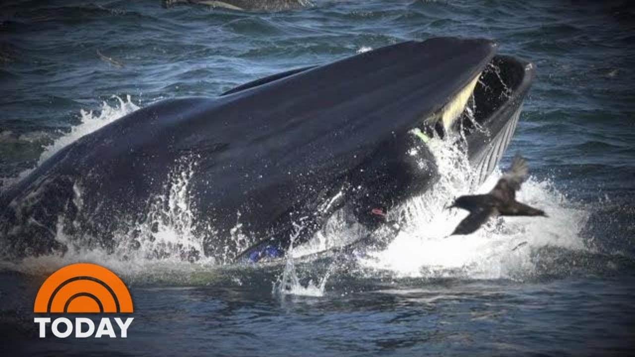 FUE TRAGADO POR UNA BALLENA