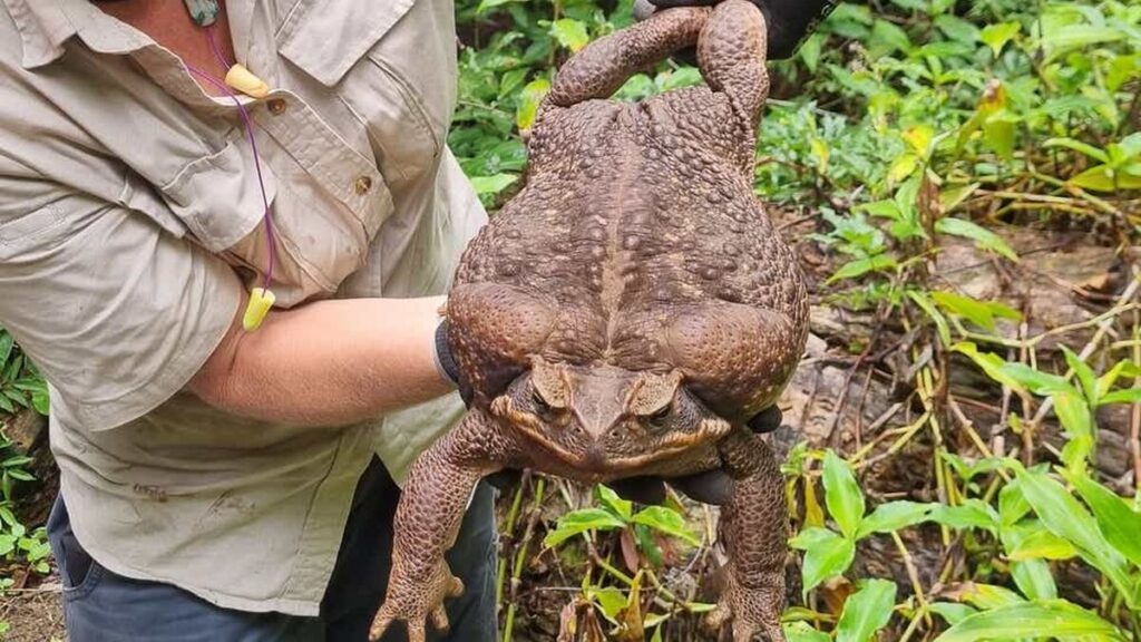 Mataron a Toadzilla, el sapo de tamaño récord encontrado hace días en el Parque Nacional Conway de Australia