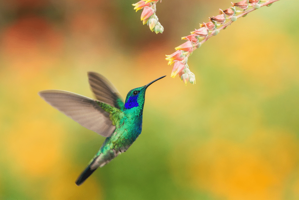 Estas curiosidades sobre los colibríes cambiarán completamente tu percepción sobre ellos image image 18