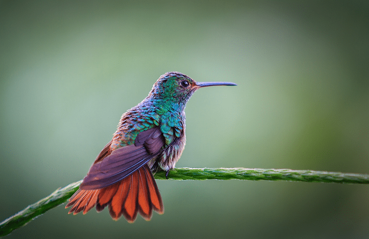 Estas curiosidades sobre los colibríes cambiarán completamente tu percepción sobre ellos image image 19