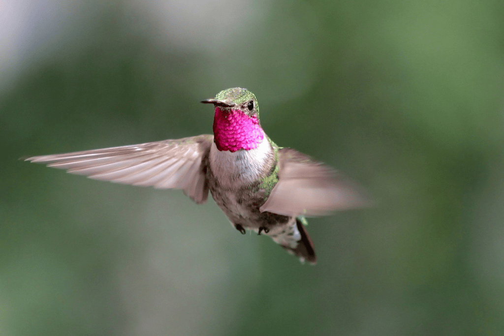 Estas curiosidades sobre los colibríes cambiarán completamente tu percepción sobre ellos image image 20