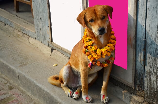 image kukur tihar festival perros nepal 650x427 1