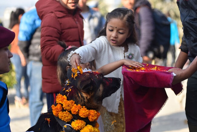 image nina ofrenda flores perro elkukur tihar nepal 650x436 1