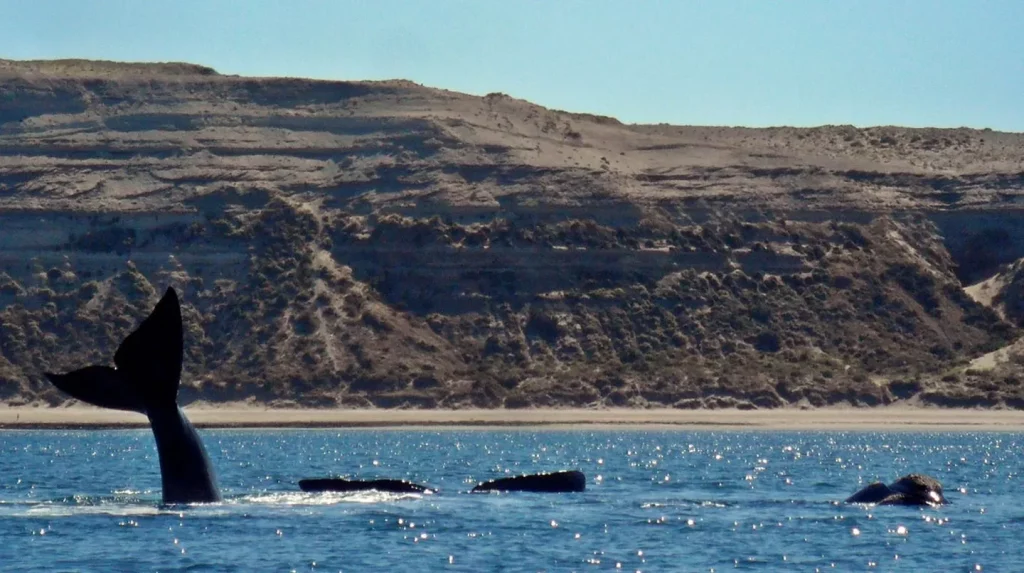 image patagonia piramides