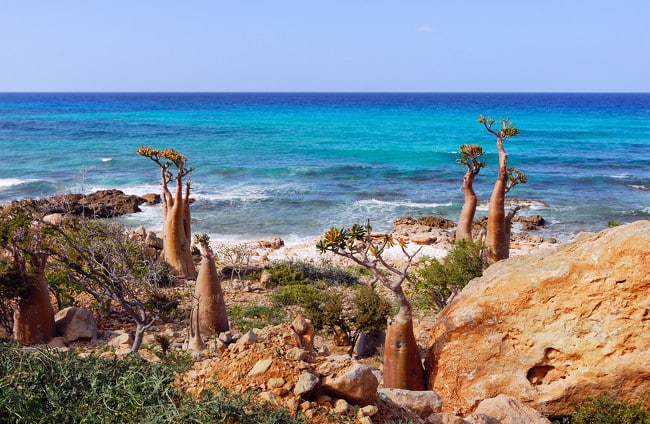 image socotra 650x424 1