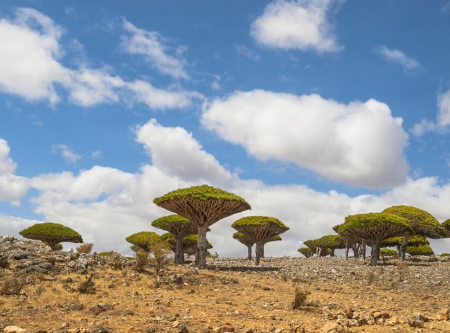 image socotra 650x481 1