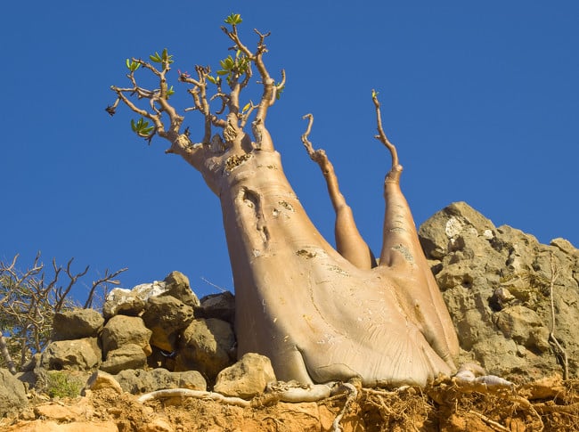 image socotra 650x485 1