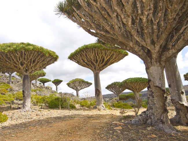 image socotra 650x489 1