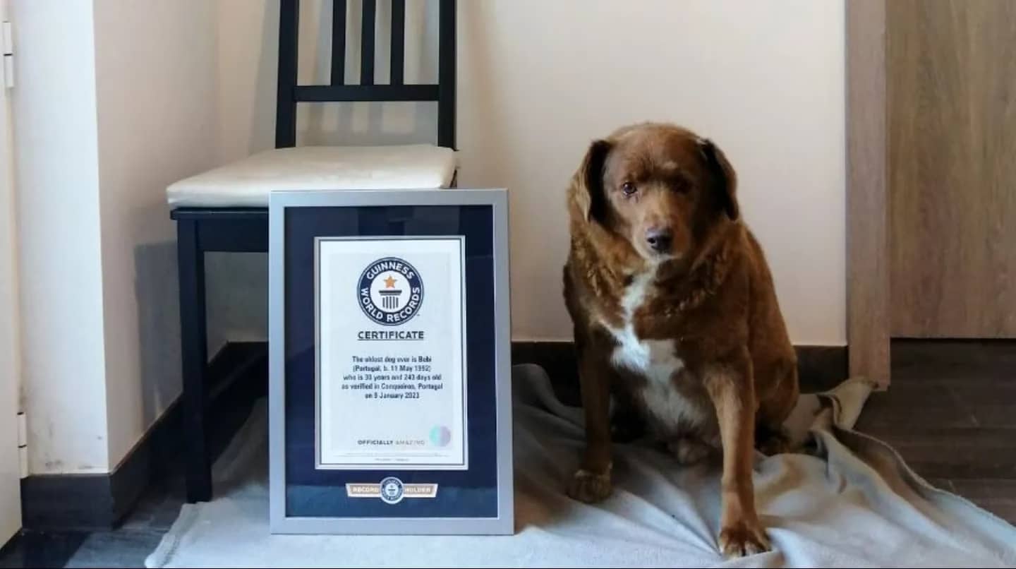 Bobi acaba de romper un nuevo récord Guinness como el perro más viejo de la historia