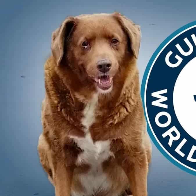 Bobi acaba de romper un nuevo récord Guinness como el perro más viejo de la historia