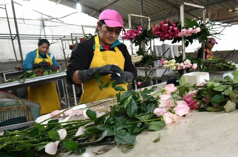 San Valentín: 2.500 toneladas de flores acabarán en la basura orgánica por falta de vuelos en Ecuador