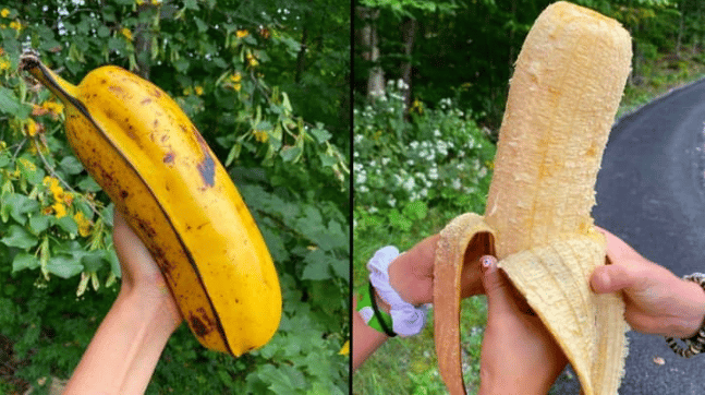 banana gigante