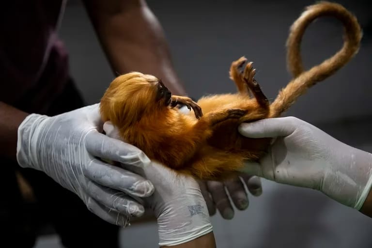 Un laboratorio de Brasil vacuna a monos titíes contra la fiebre amarilla para garantizar la supervivencia de su especie