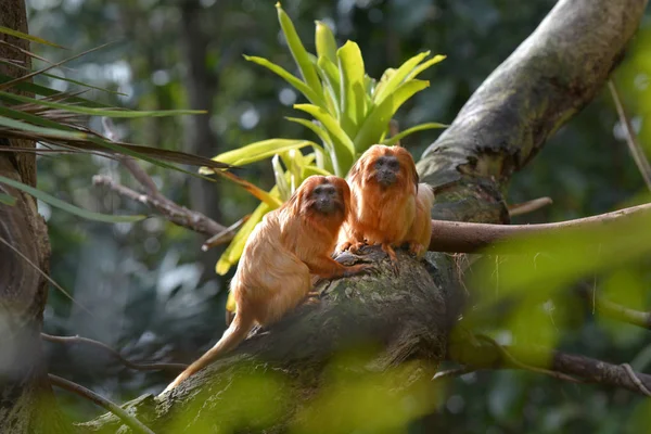 monos-tities-vacuna-contra-fiebre-amarilla-2