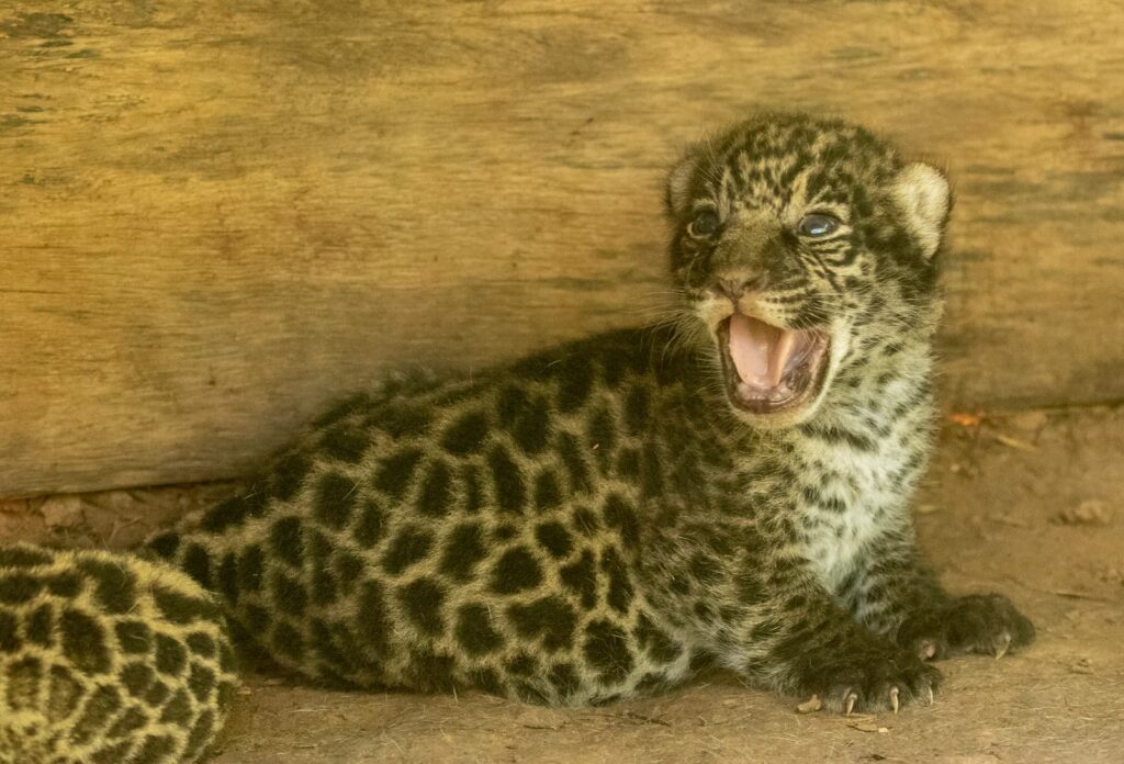 image Parque Nacional El Impenetrable rewilding argentina nacimiento yaguaretes 1