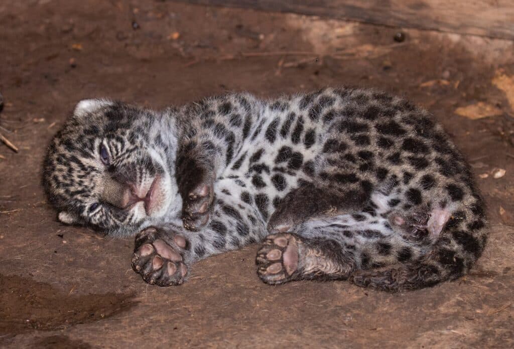 image Parque Nacional El Impenetrable rewilding argentina nacimiento yaguaretes