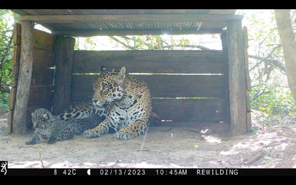 El Parque Nacional El Impenetrable celebra el nacimiento de dos pequeños yaguaretés: un hecho clave en la recuperación de la especie en Argentina