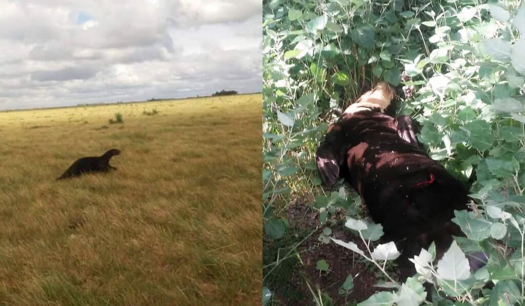 image nutria gigante Argentina Una nutria gigante viajo mas de 2000 kilometros y batio 3 records 1