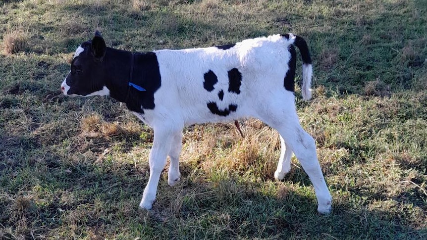 Becerro que nació con una mancha con forma de carita sonriente fue bautizado como "Happy" Happy la vaca