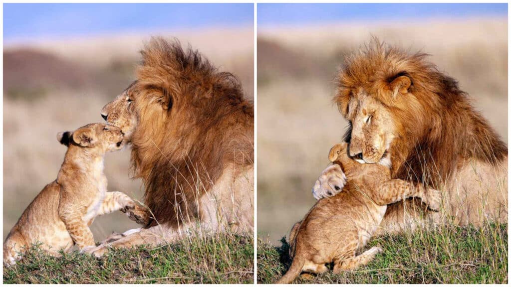 Increíbles fotos muestran a Mufasa y Simba de la vida real compartiendo un dulce abrazo 