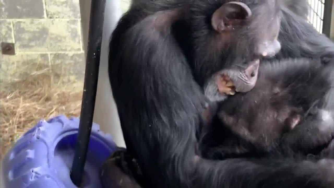 abrazo entre chimpancés