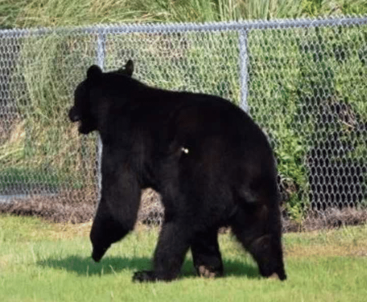 Un hombre ve a un oso ahogándose y decide arriesgar su vida para salvarlo image image 95