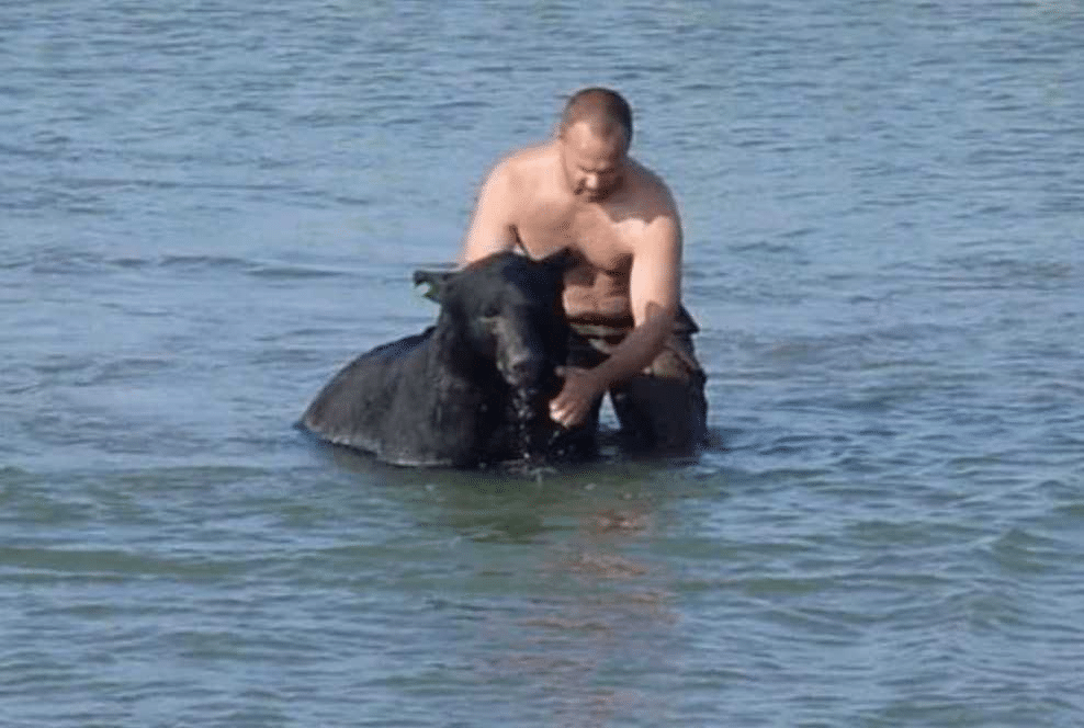 Un hombre ve a un oso ahogándose y decide arriesgar su vida para salvarlo image image 96