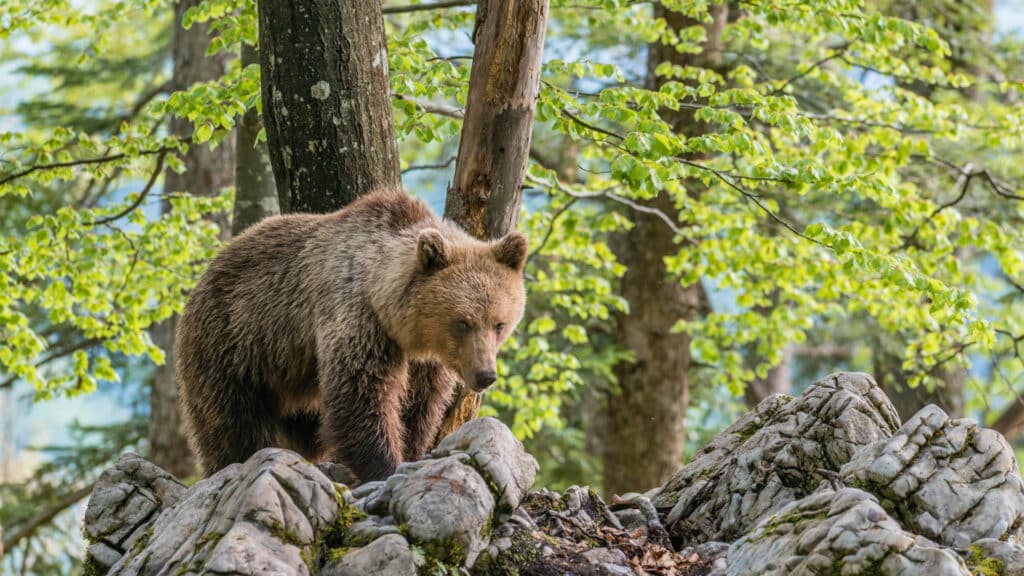 Autoridades del norte de Italia capturan a un oso pardo alpino por la muerte de un corredor: la especie está al borde de la extinción