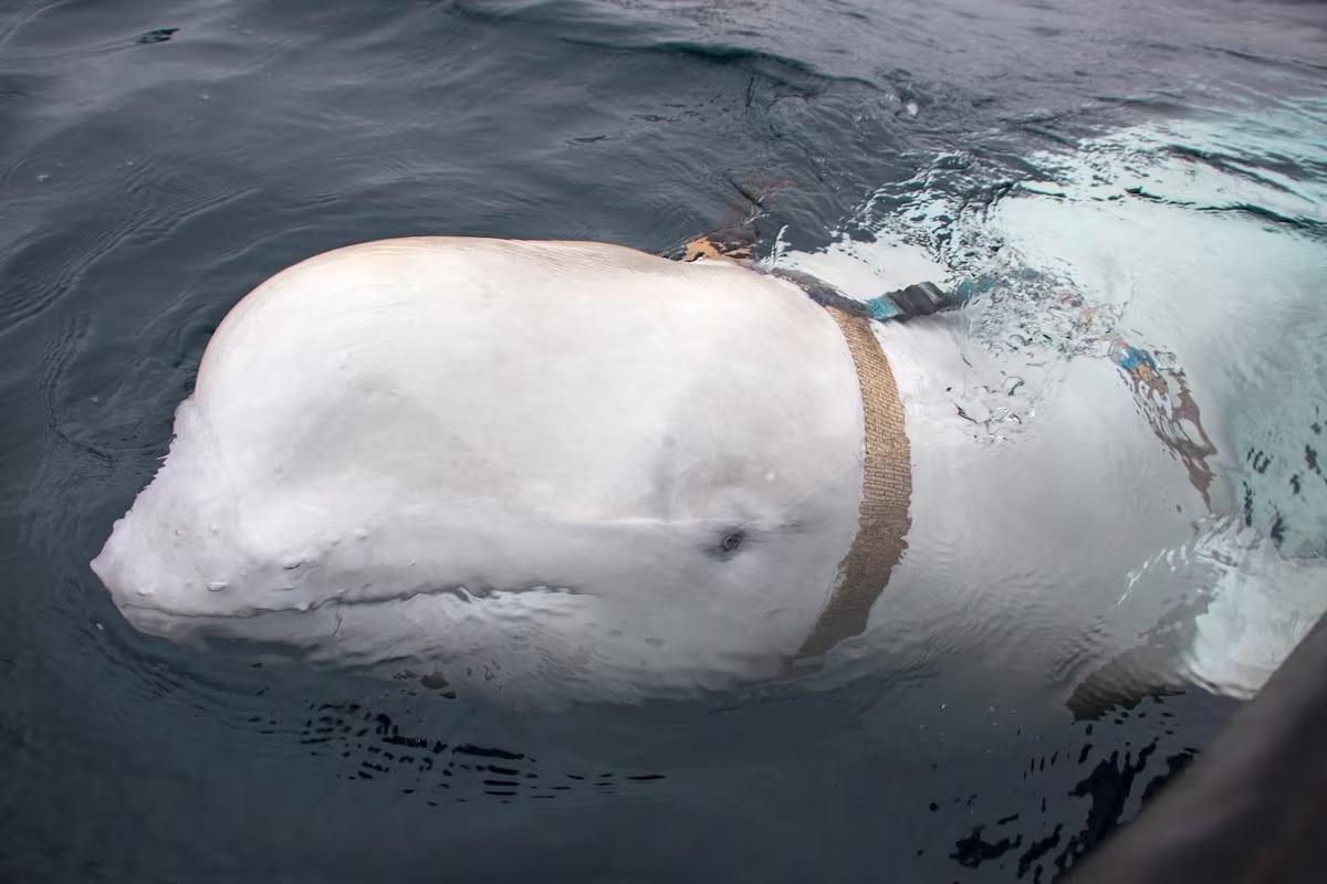 Noruega avista una beluga con arnés nadando hacia Suecia-1