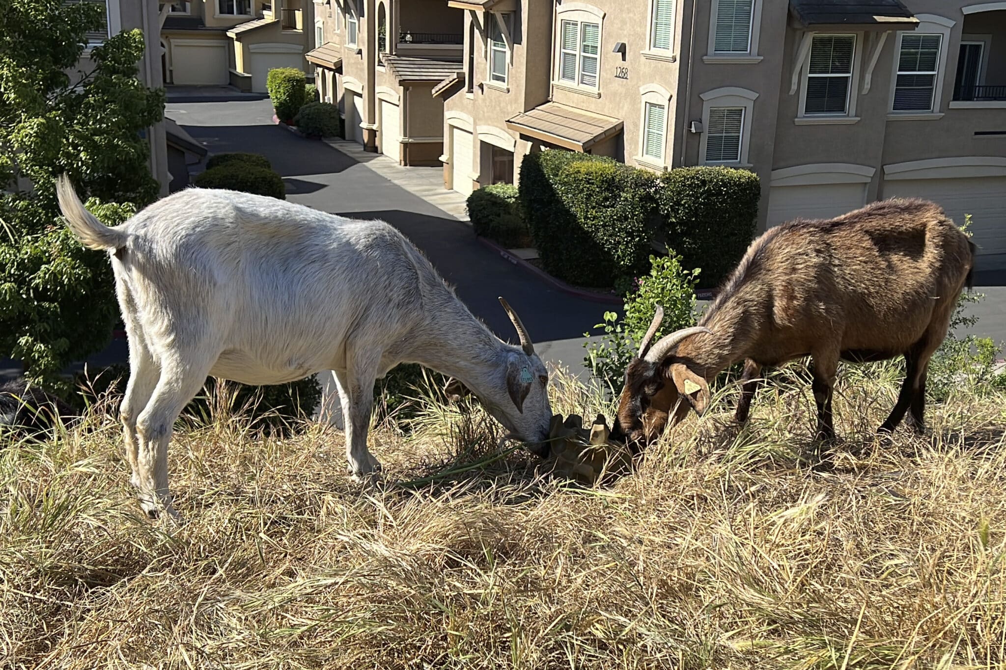 Dos cabras se alimentan de pasto seco junto a un complejo de viviendas en West Sacramento, California, el 17 de mayo de 2023. Las cabras están muy solicitadas para despejar vegetación mientras California se prepara para la próxima temporada de incendios forestales, pero una ley de horas extras de los jornaleros amenaza con hacer quebrar el negocio del pastoreo. (AP Foto/Terry Chea)