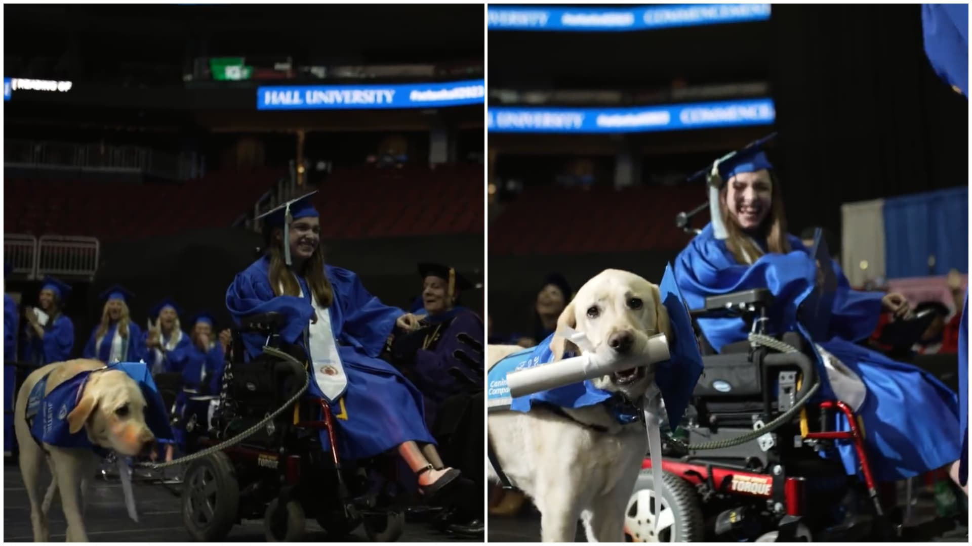 perro recibe diploma (1)