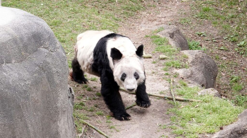 La panda gigante Ya Ya fue finalmente trasladada a Pekín luego de pasar un mes de cuarentena en Shanghái