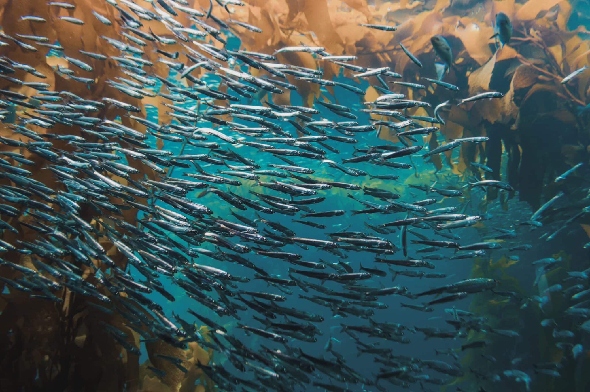 Misión Atlántico Así será el nuevo congreso para debatir y buscar soluciones para la conservación del Mar Argentino