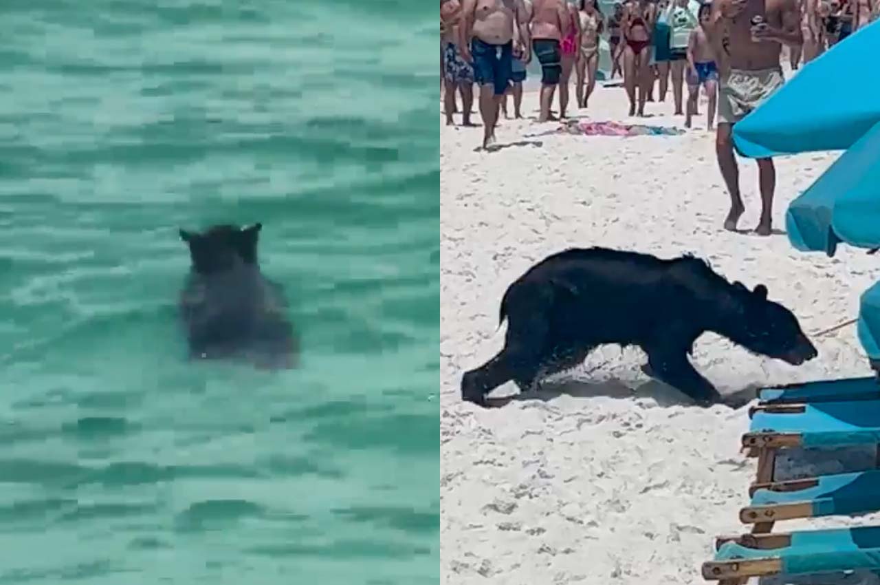 Oso sorprende a bañistas al salir del mar después de un chapuzón