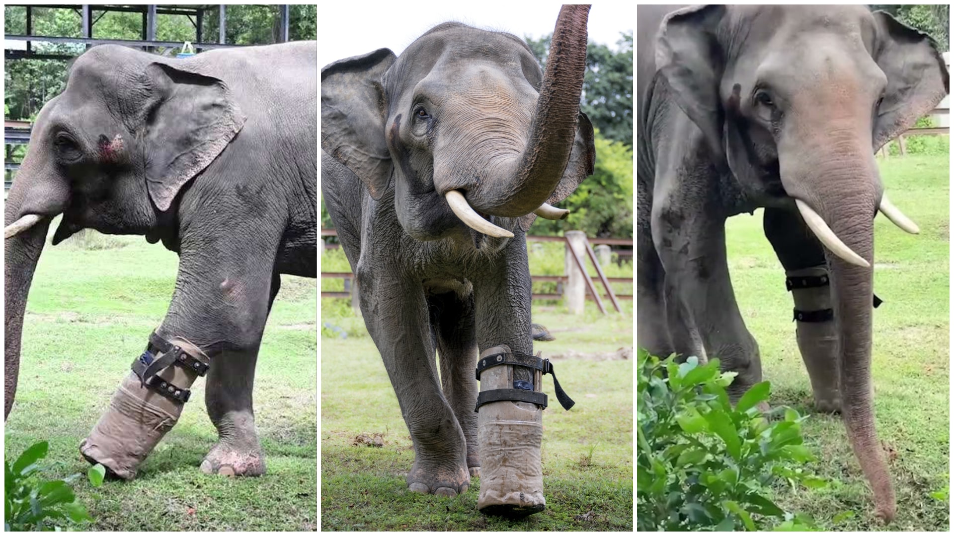 elefante con prótesis