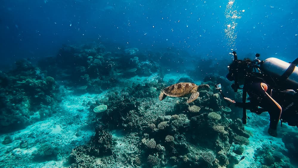 gran barrera de coral