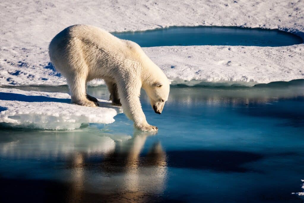 Un nuevo estudio advierte que el Ártico podría quedar libre de hielo marino a partir de 2030-2050