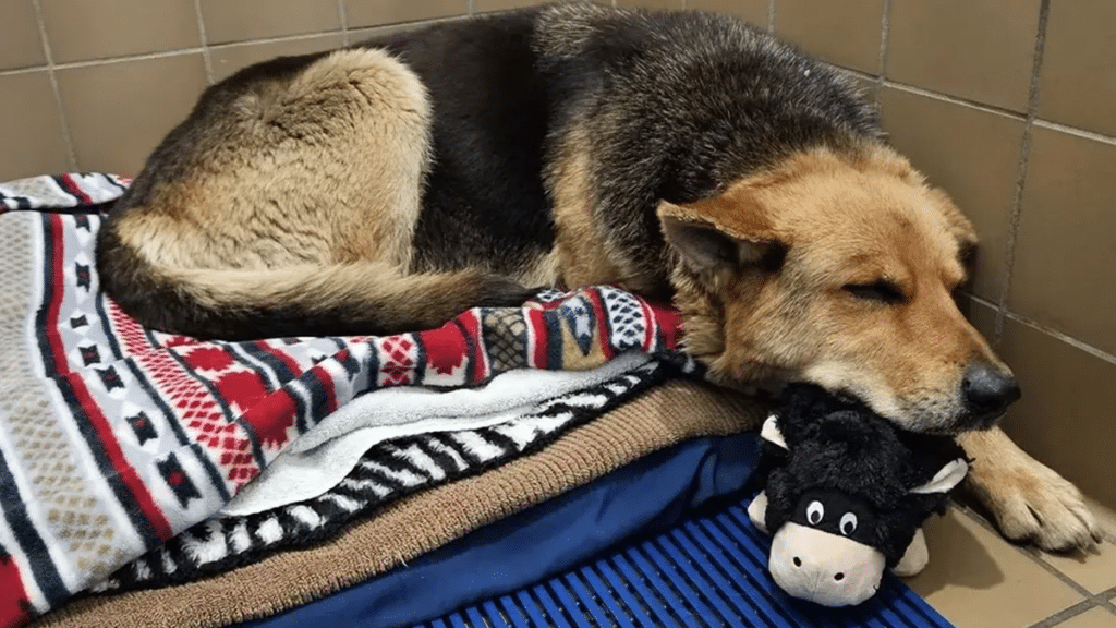 La conmovedora historia de la perrita que vagó con un peluche y conmovió las redes sociales image image 26